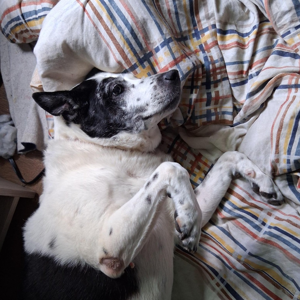 Photo of Speckles  8