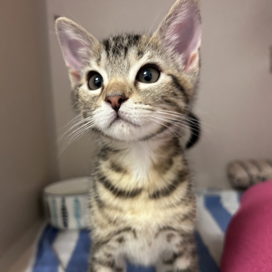 Marlin - Domestic Shorthair