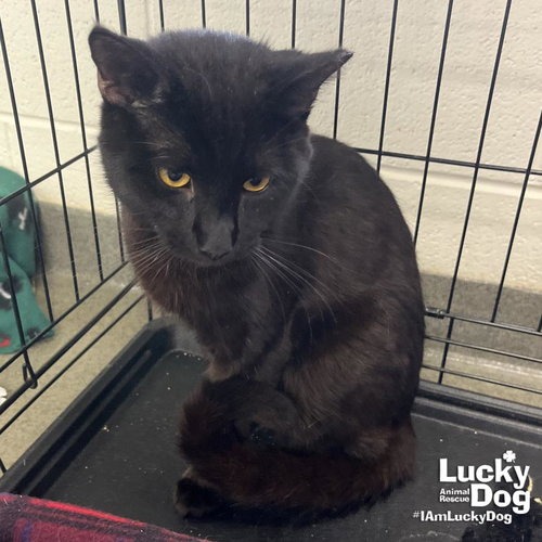 BEAR - Domestic Shorthair available for adoption