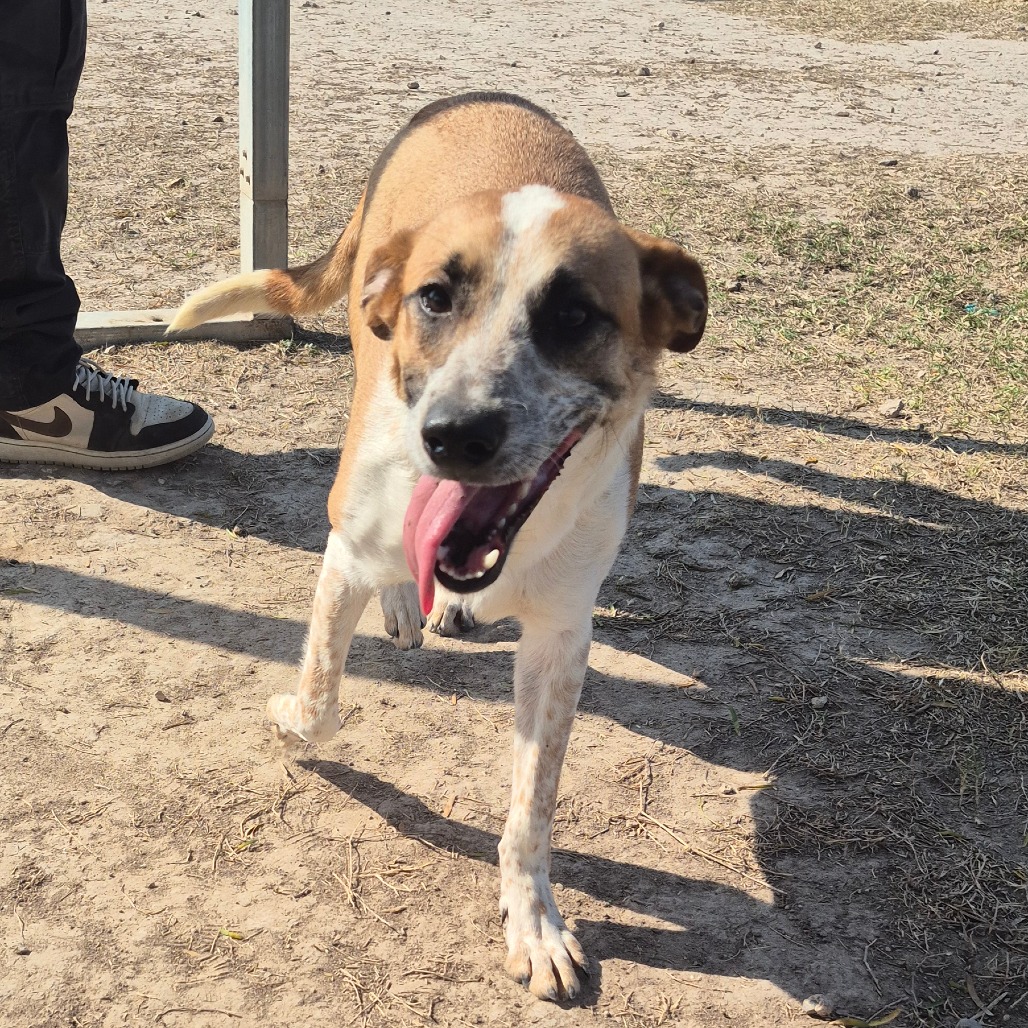 BRUNO (JON) - Black Mouth Cur / Terrier, Smooth Fox available for adoption