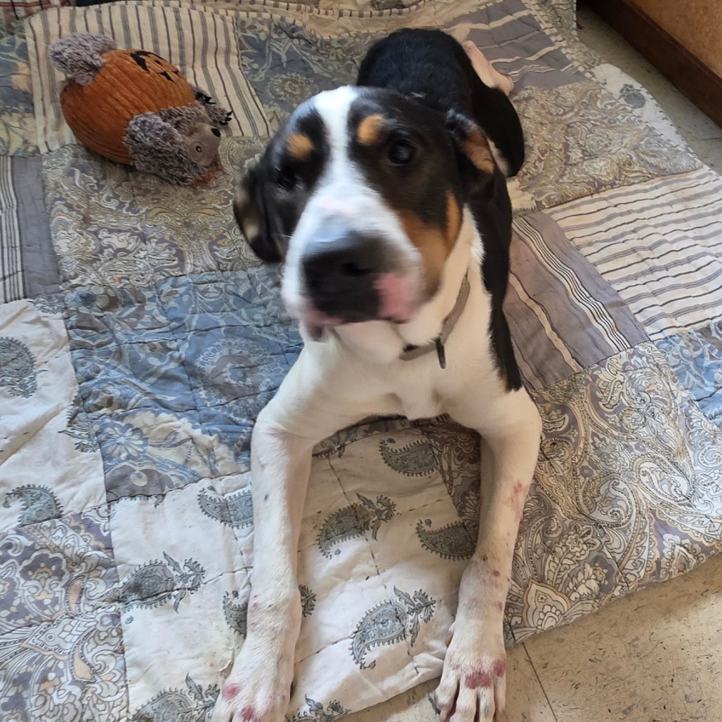 Max, photo 4