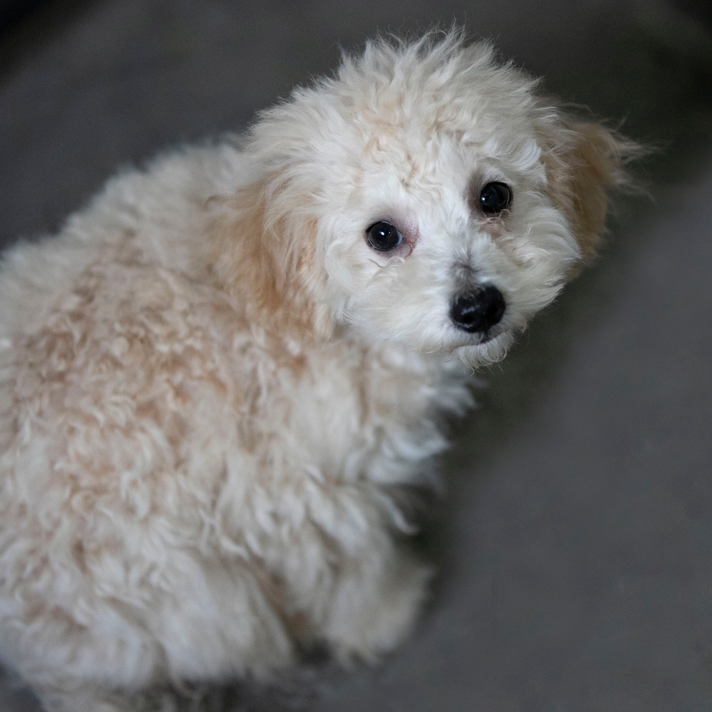 BERNIE (AG26-189) - Poodle, Miniature / Bichon Frise available for adoption
