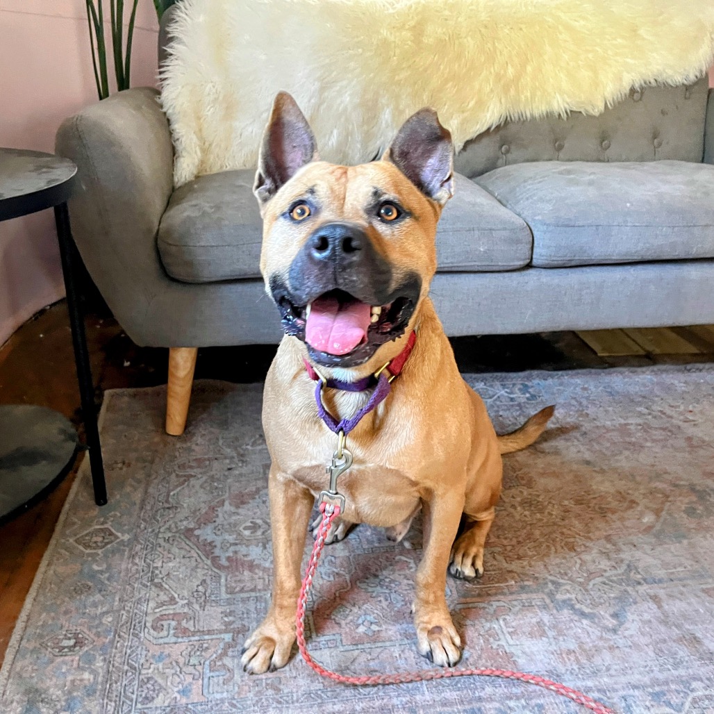 Scooby — thumbnail 7