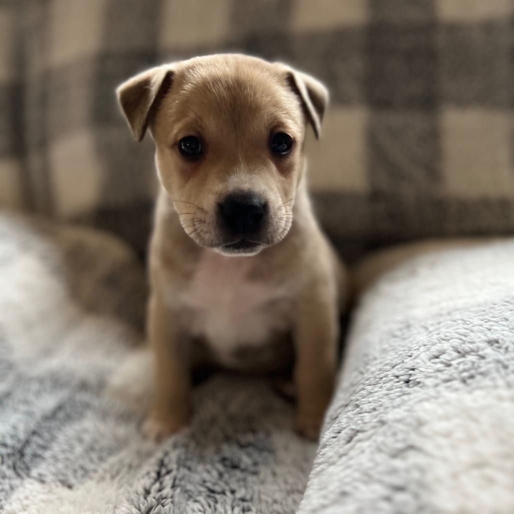 Misty's Pup- Tia — thumbnail 3