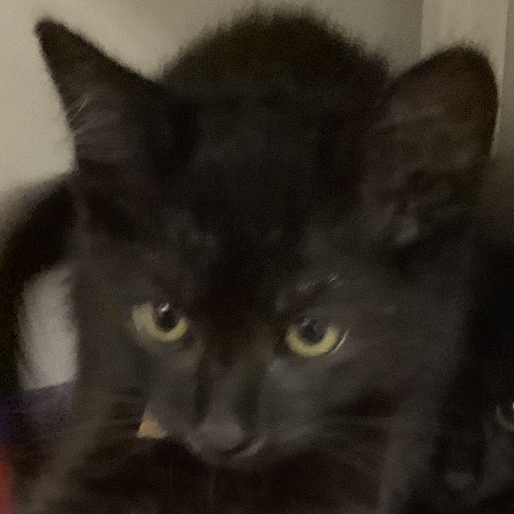 Saturn (brown collar) - Domestic Shorthair