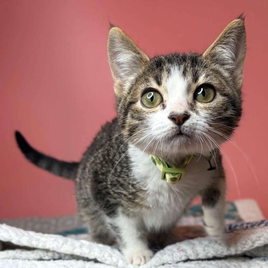 GUTBUCKET - Domestic Shorthair available for adoption