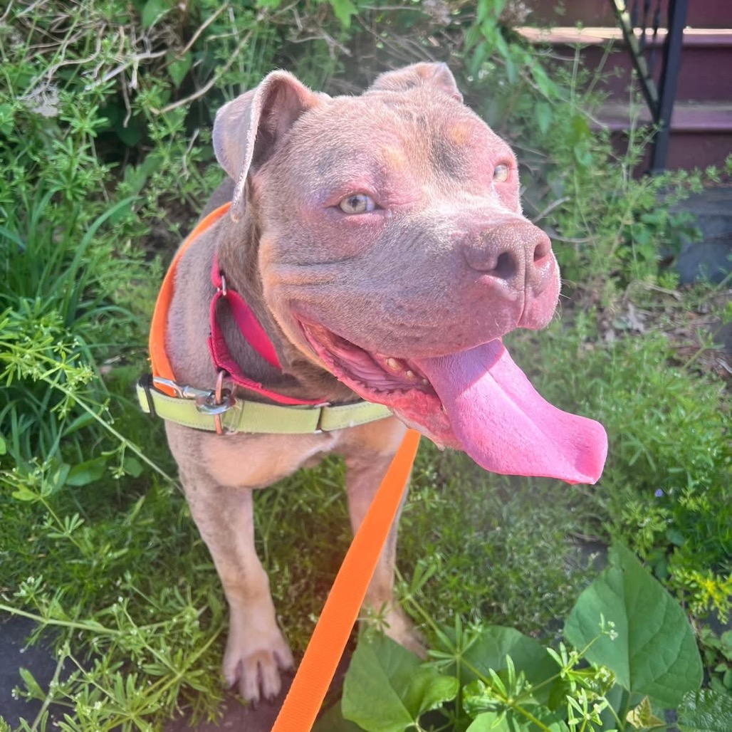Photo of Meatball 3