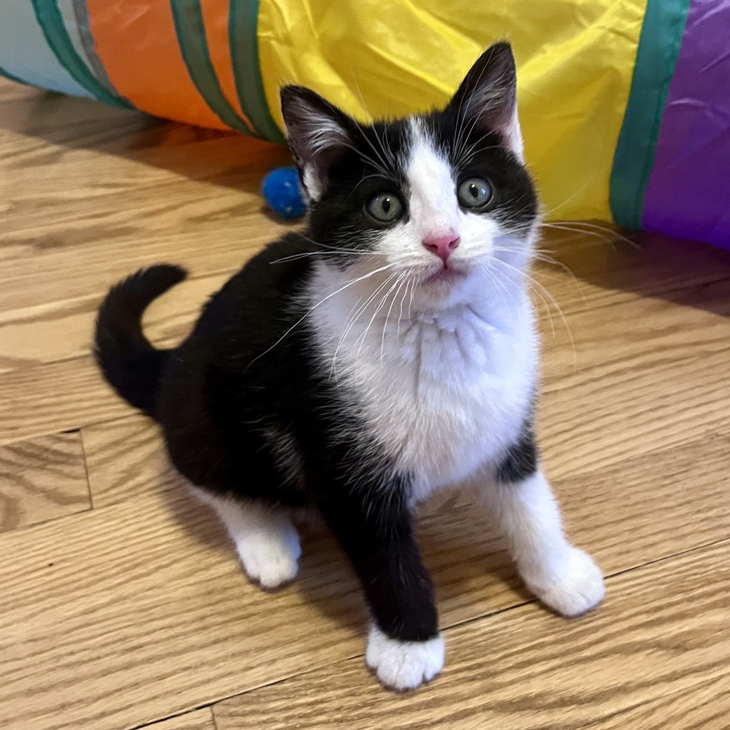 Photo of Fajita