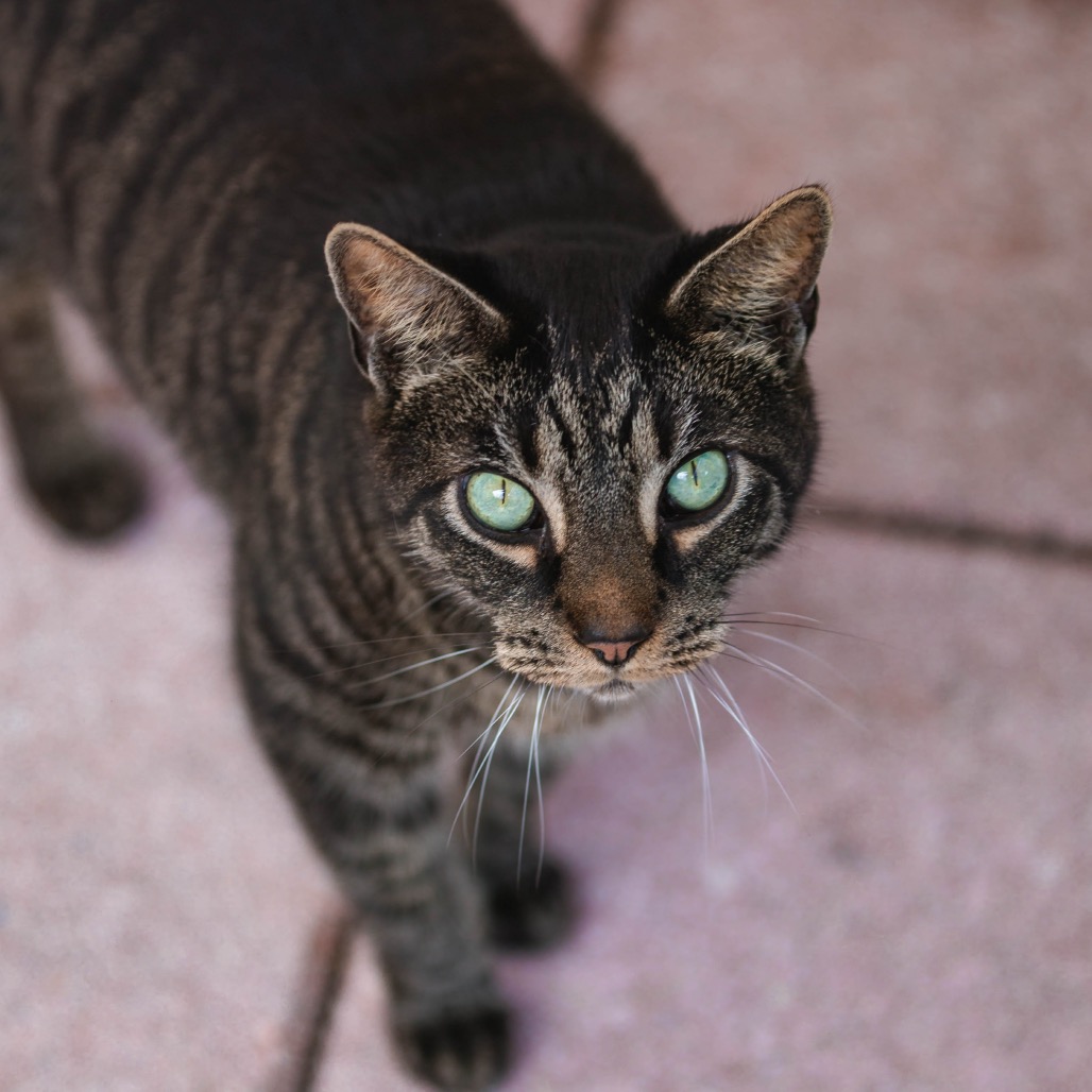 Image of Huck looking at the camera