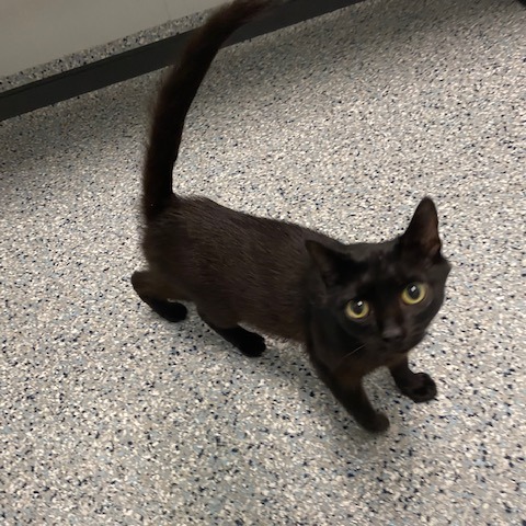 PADDY CAKE - Domestic Shorthair available for adoption