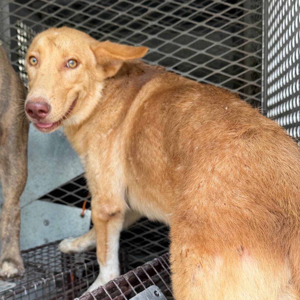BLIP - Shepherd / Mixed Breed (Medium) available for adoption