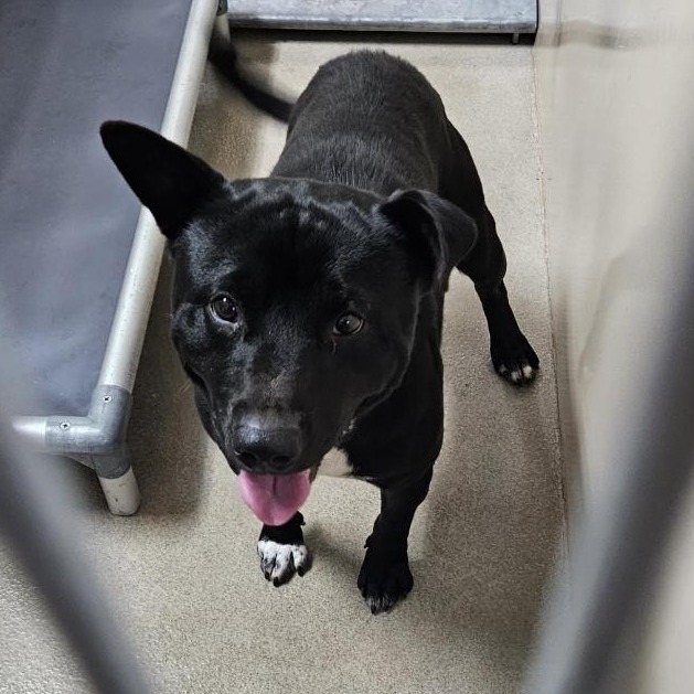 Kennel#28 Ruger's preview photo