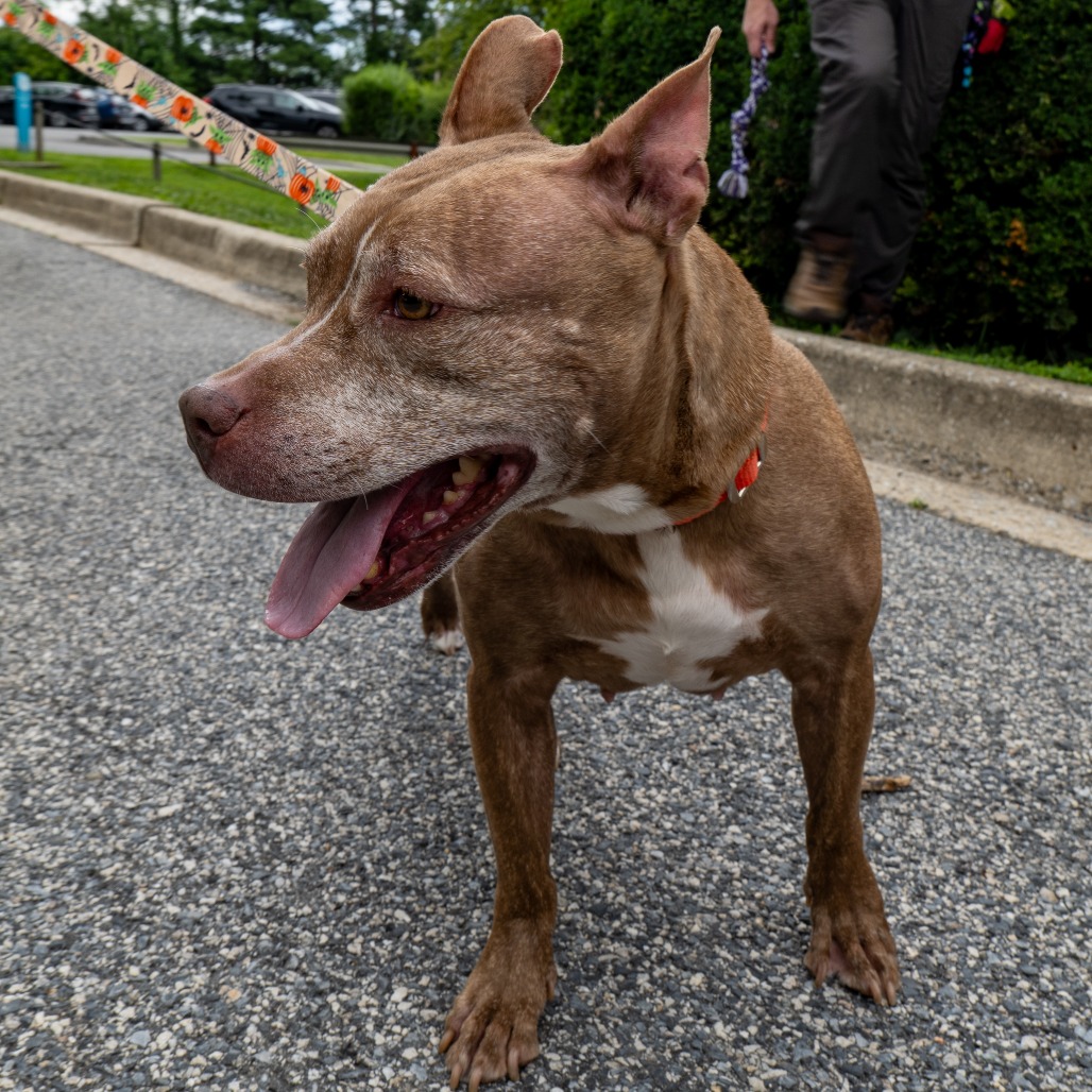 RED RHONDA - Terrier / American Pit Bull available for adoption