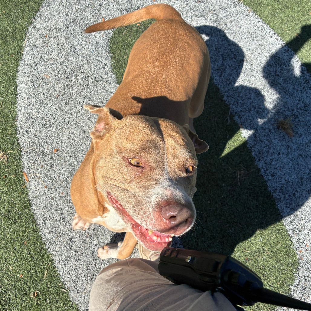 Olive (Formerly Copper), photo 15