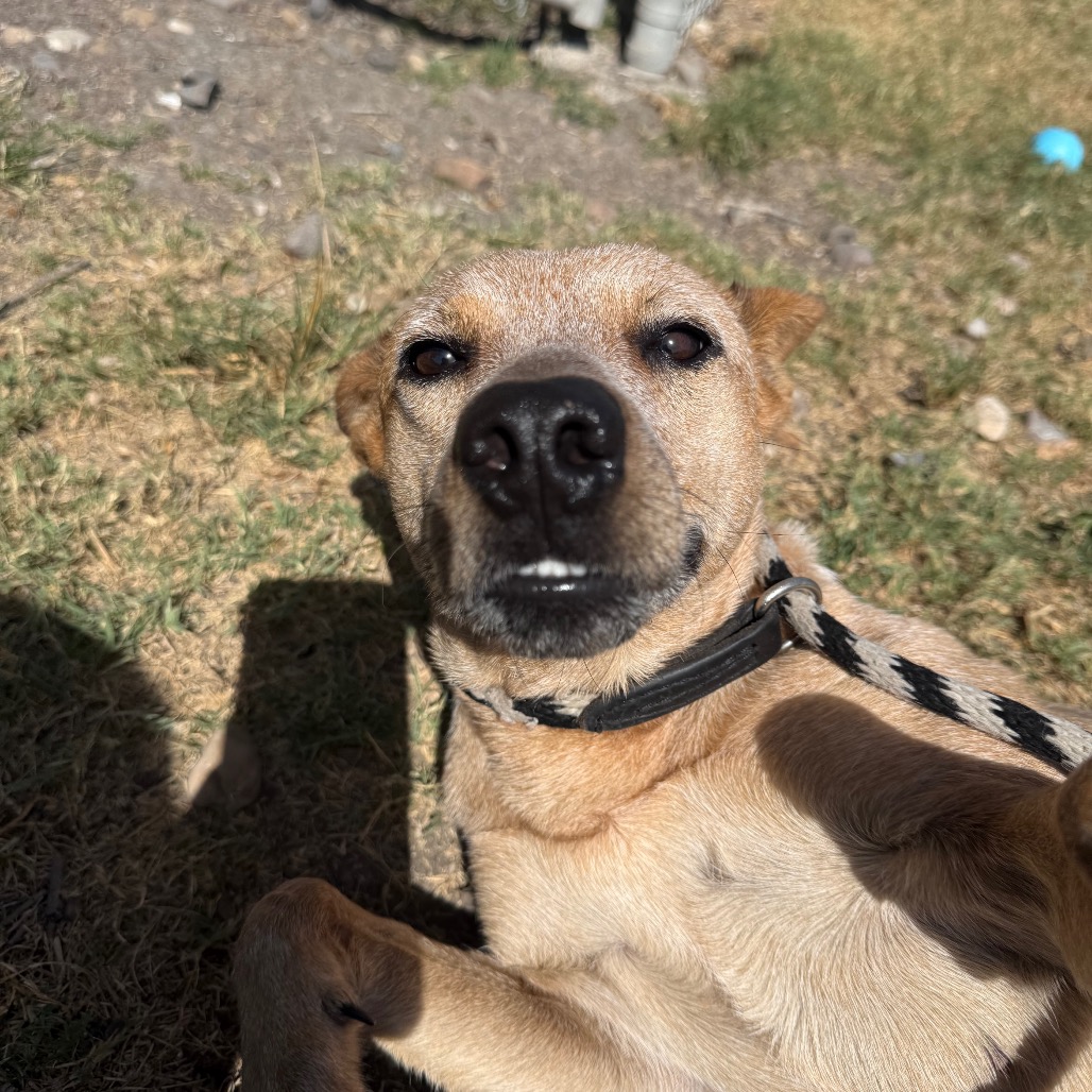 Bindi