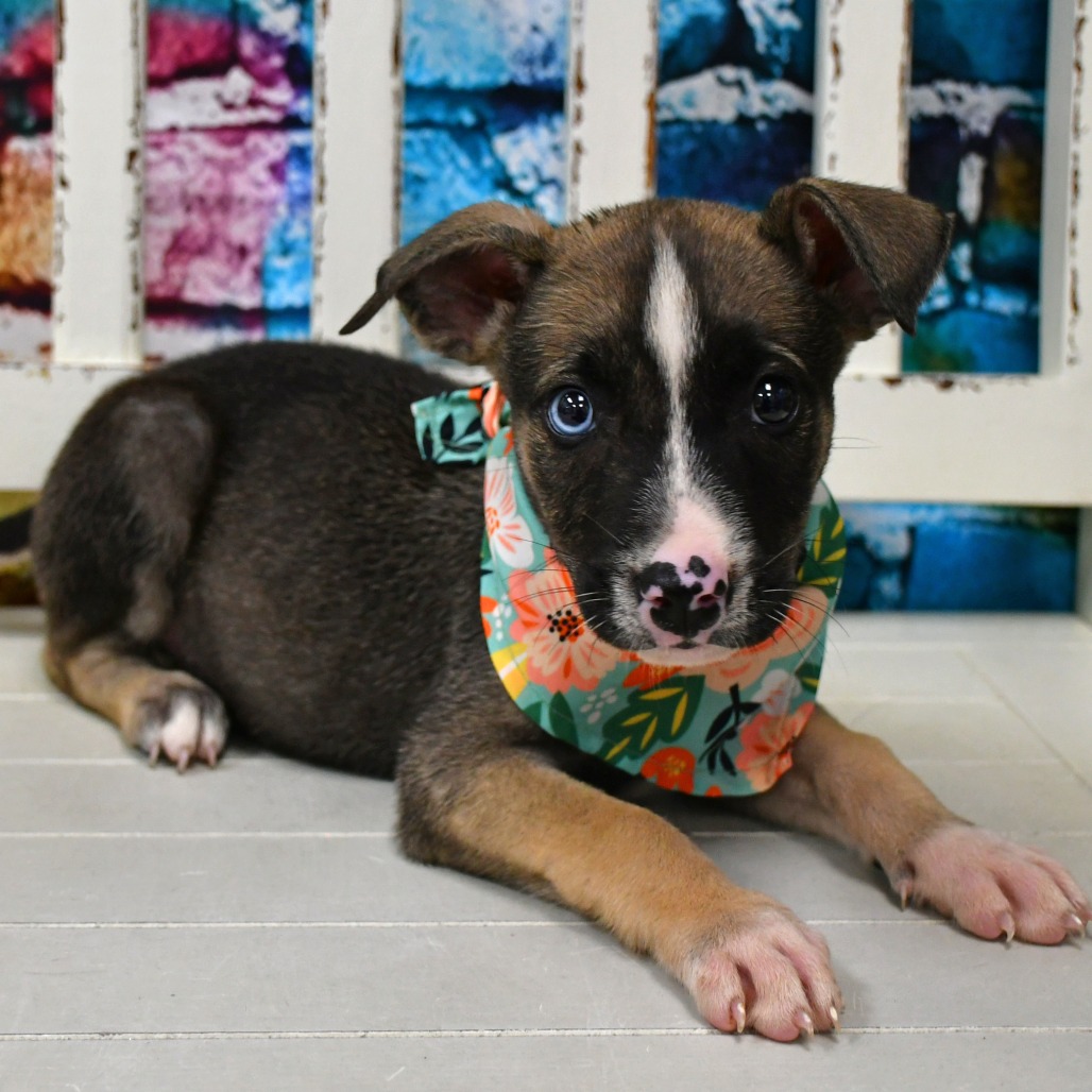 ROYAL - Husky available for adoption