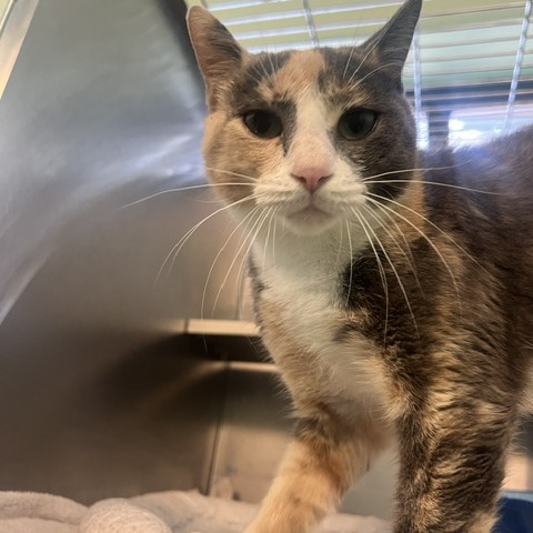 SQUASH - Domestic Shorthair available for adoption