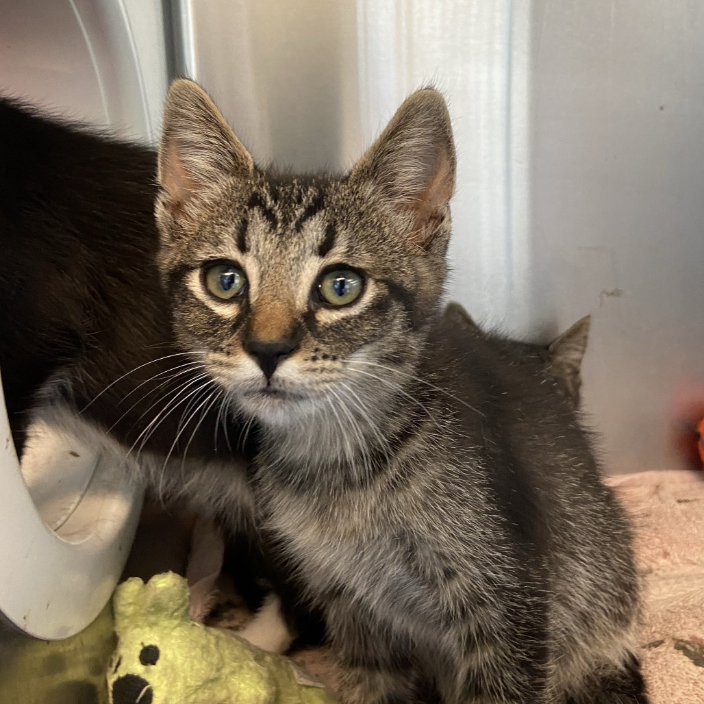 GARTH - Domestic Shorthair available for adoption