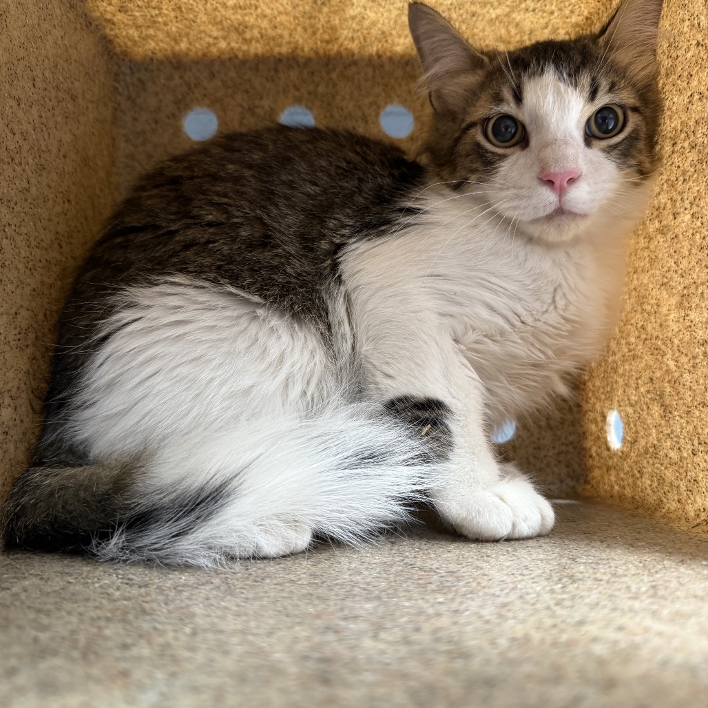 Tusc Wildlife 83937 2