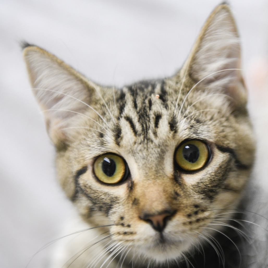 Miki - Domestic Shorthair