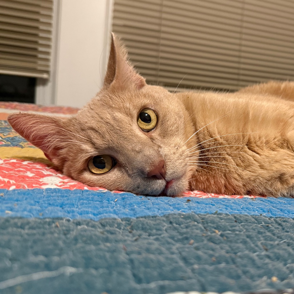 ECHO - Domestic Shorthair / Mix available for adoption