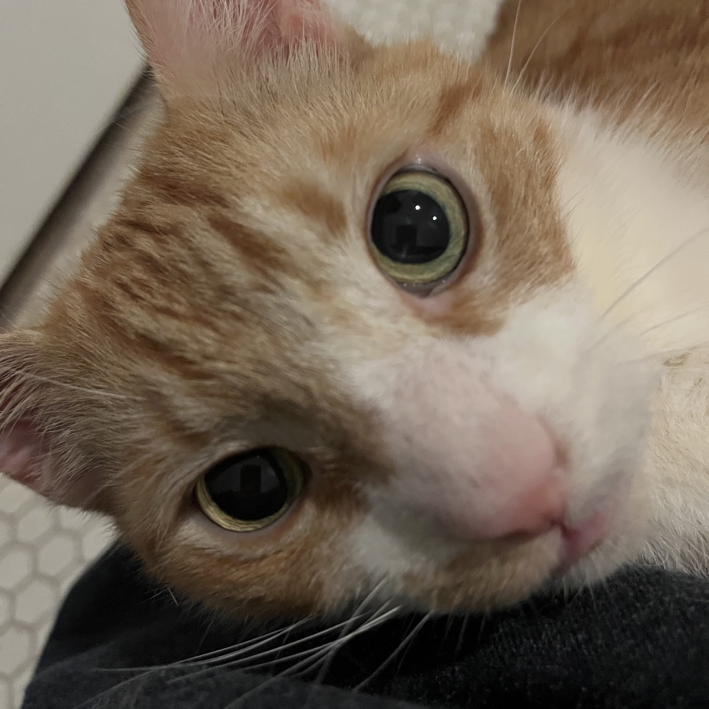 Phoenix — thumbnail 5