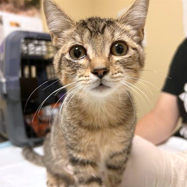 Photo of Lynx