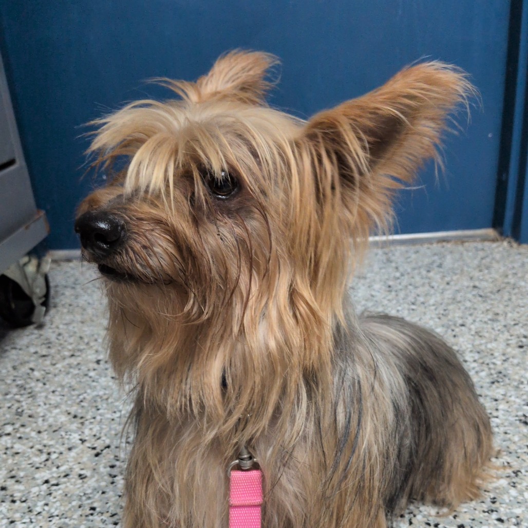 BENTLEY - Terrier, Yorkshire, Yorkie / Mix available for adoption