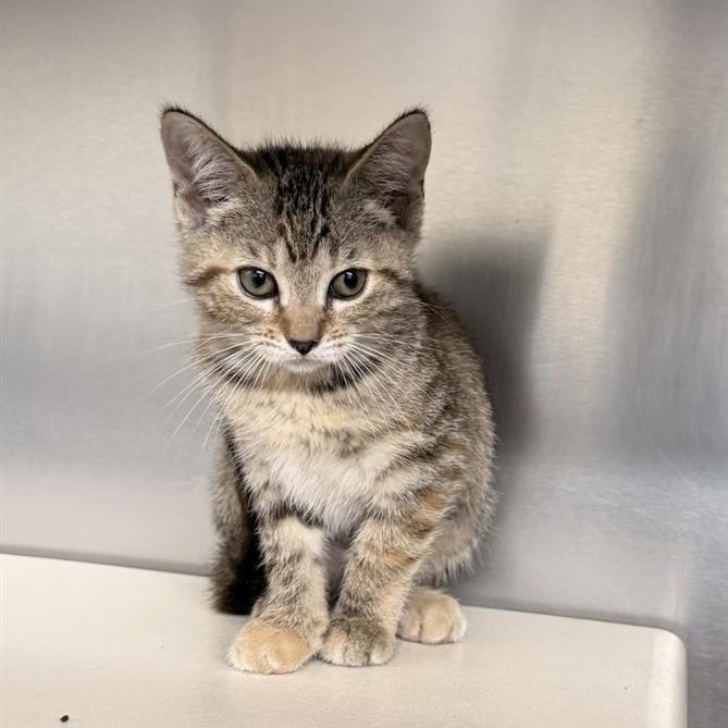 ARION - Domestic Shorthair available for adoption