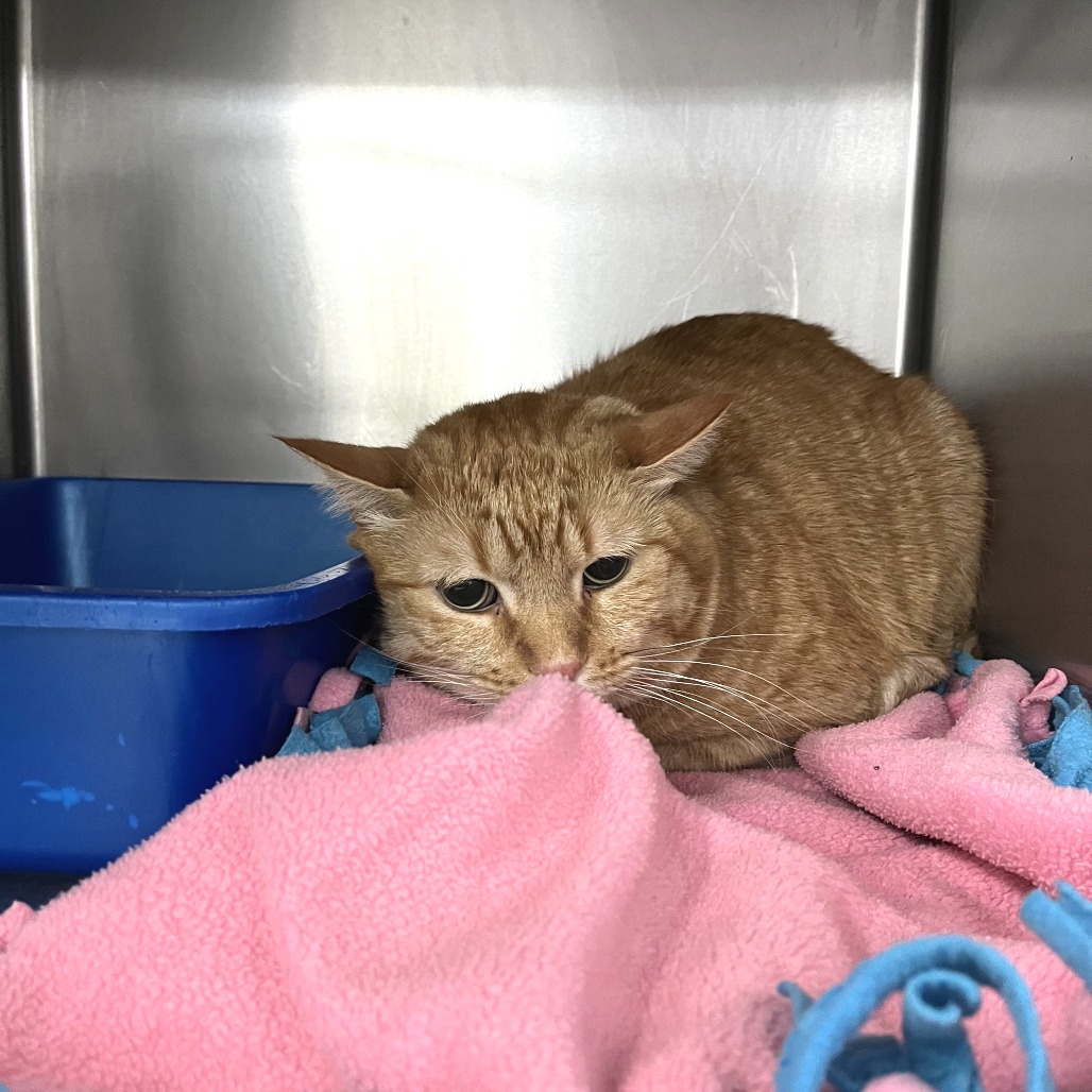 Barthalamew — thumbnail 4