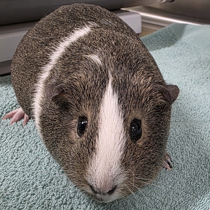 Mocha