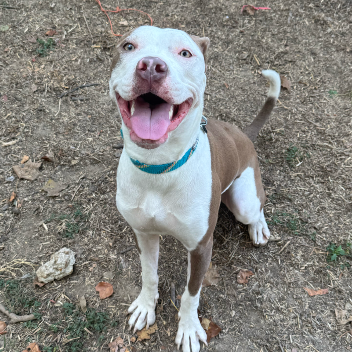 Ms. River, a Terrier, Pit Bull