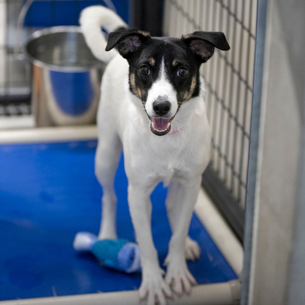 SALINA (JN26-92) - Terrier, Jack Russell / Mixed Breed (Medium) available for adoption