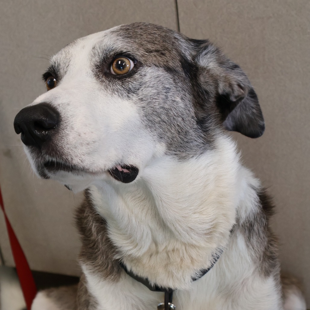 Pongo, photo 16