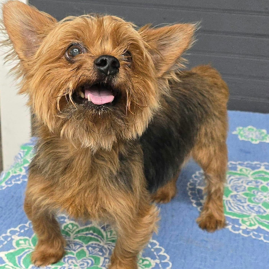 FOSTER NEEDED - Mo