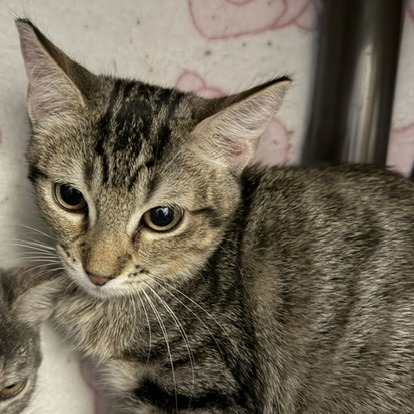 DEWEY - Domestic Shorthair available for adoption