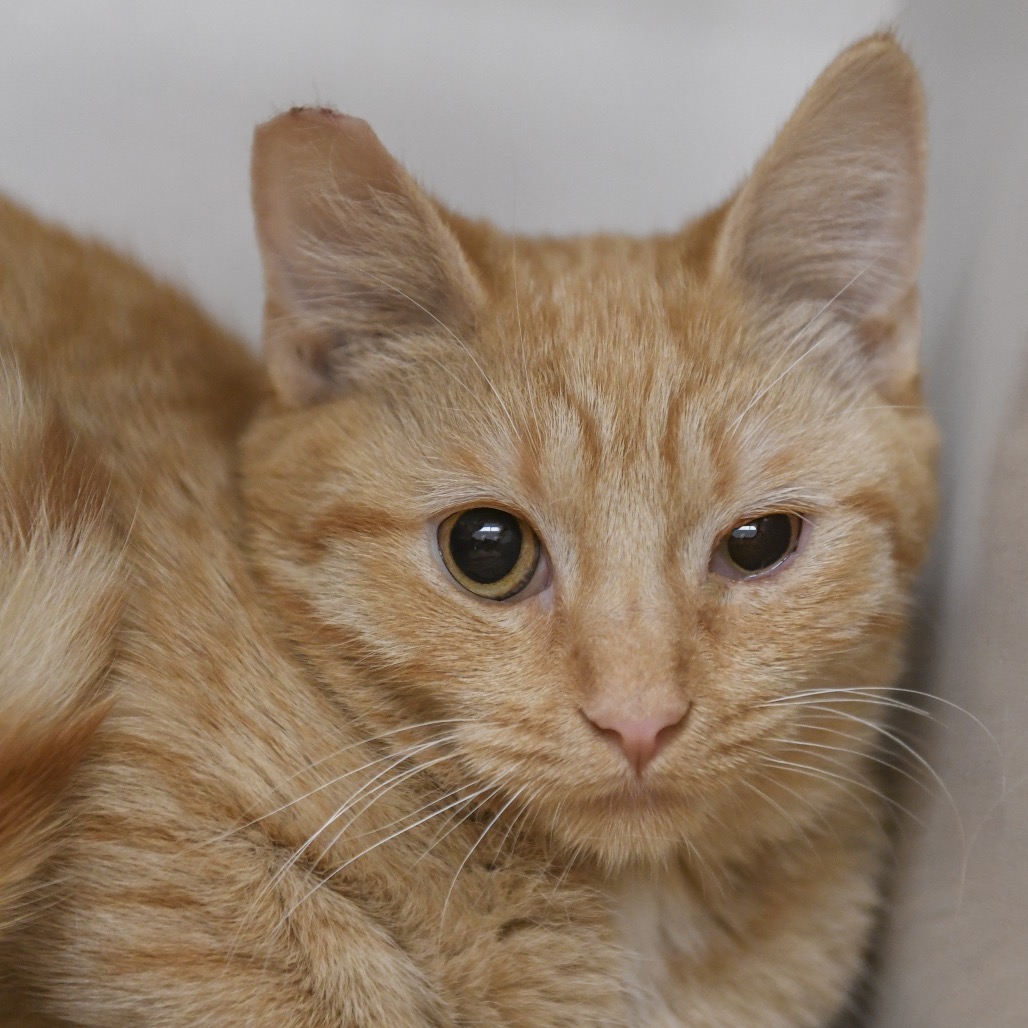 Clay - Domestic Shorthair