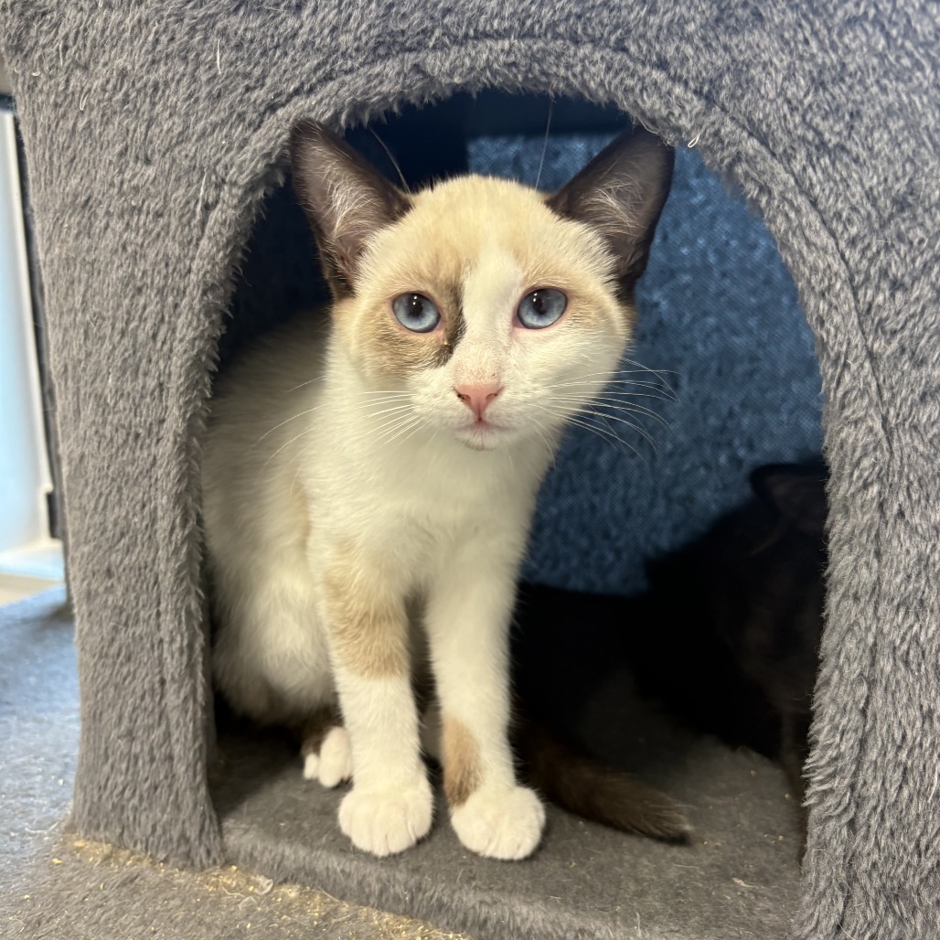 BARBIE - Snowshoe available for adoption