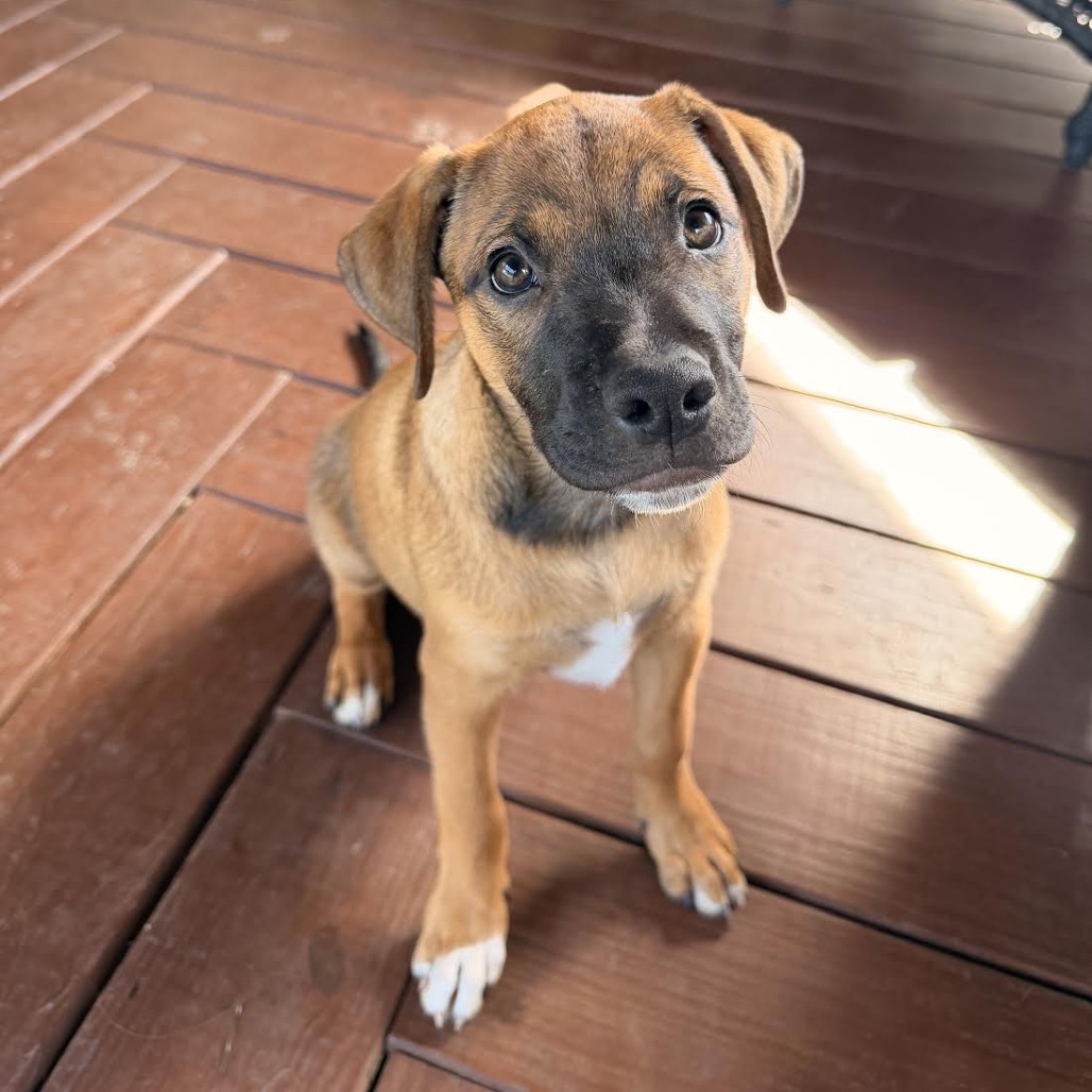 PECAN - Mixed Breed (Medium) for adoption in Madison