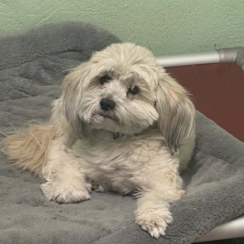 Dallas OS NV is available for adoption at PAWsitive Difference Animal ...