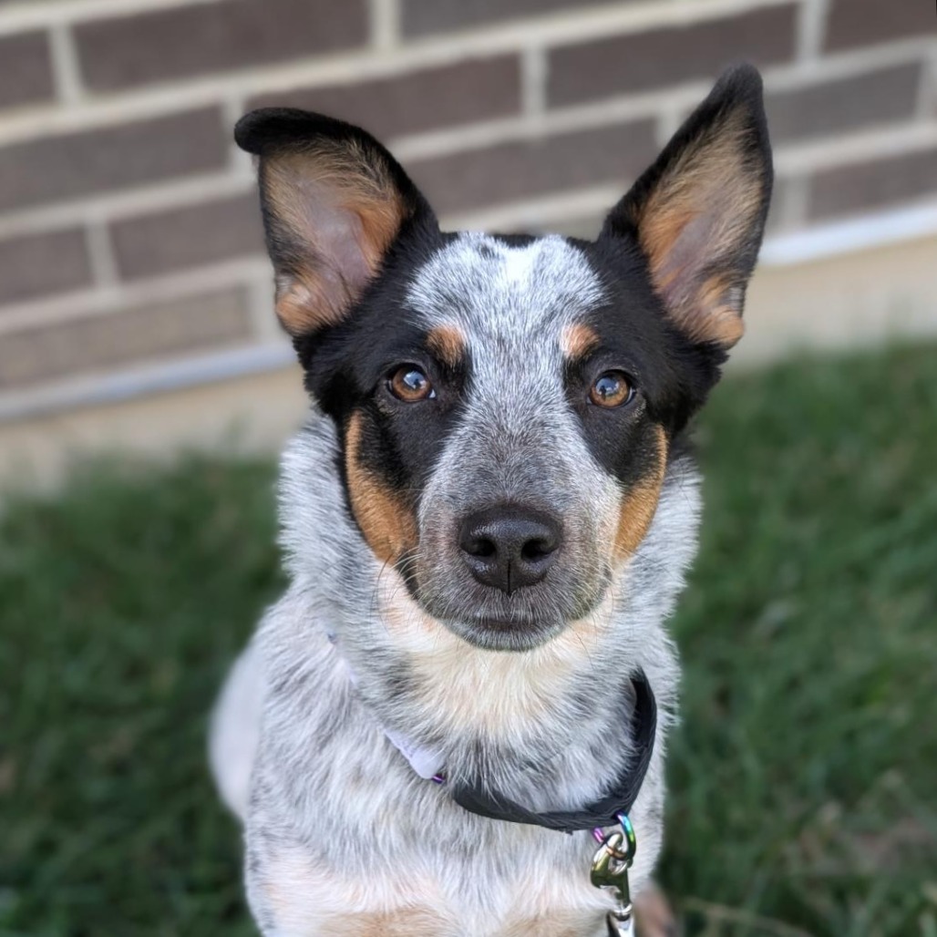 CHURRO - Mixed Breed (Medium) available for adoption