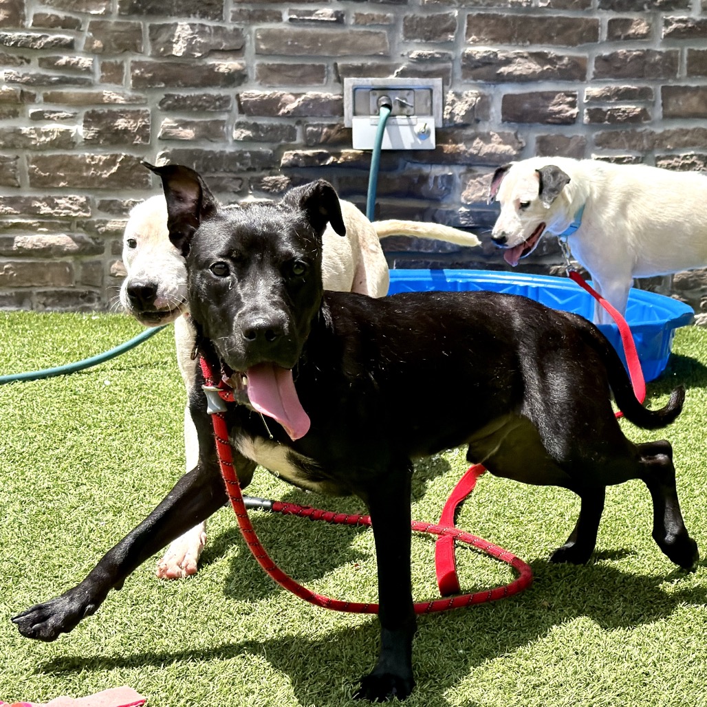 HERMAN - Mixed Breed (Medium) available for adoption