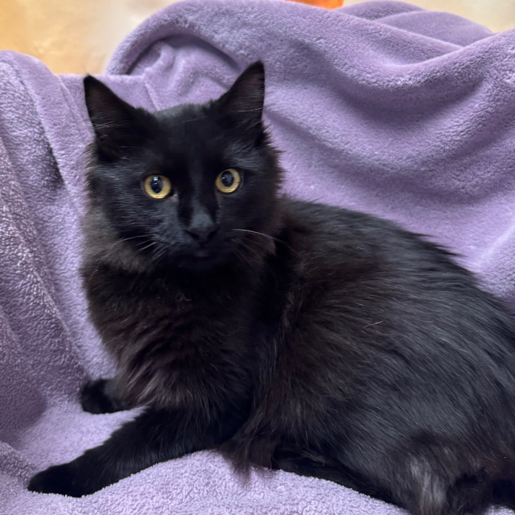 SAL'S LITTLE BROTHER - Domestic Medium Hair available for adoption