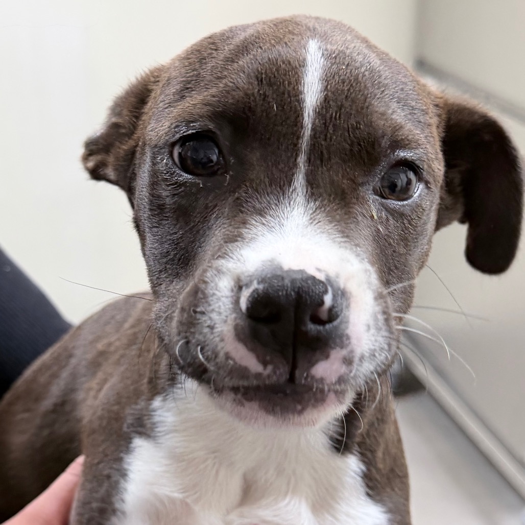 Kennel#13 Romeo's preview photo