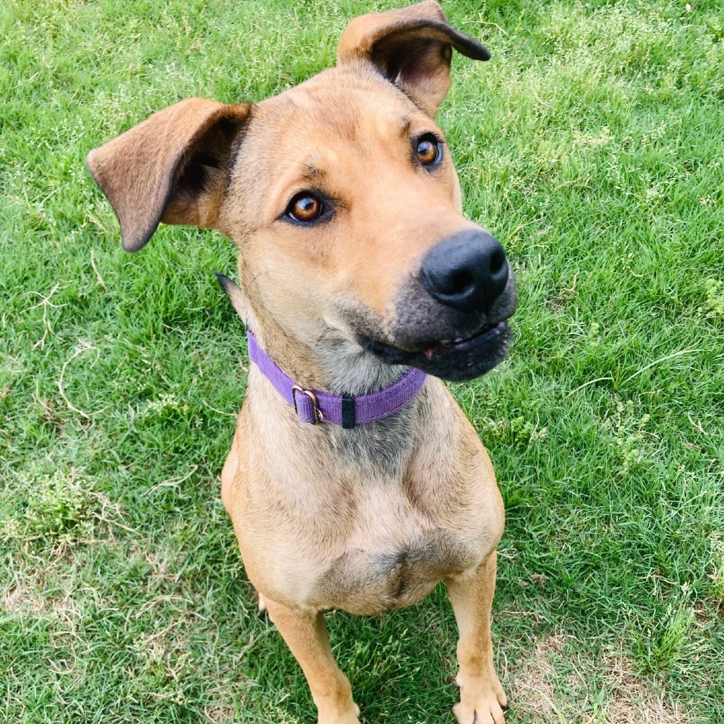 Perdita, photo 2
