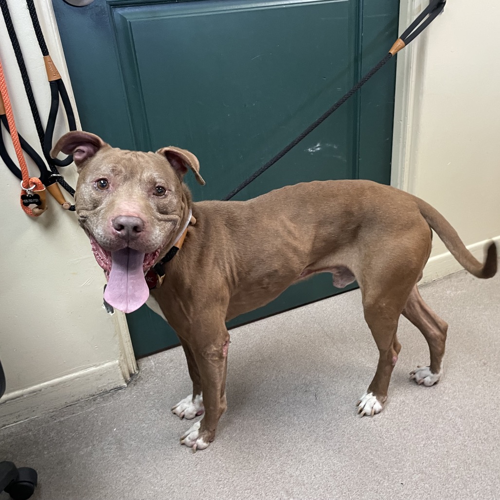 Pit Bull