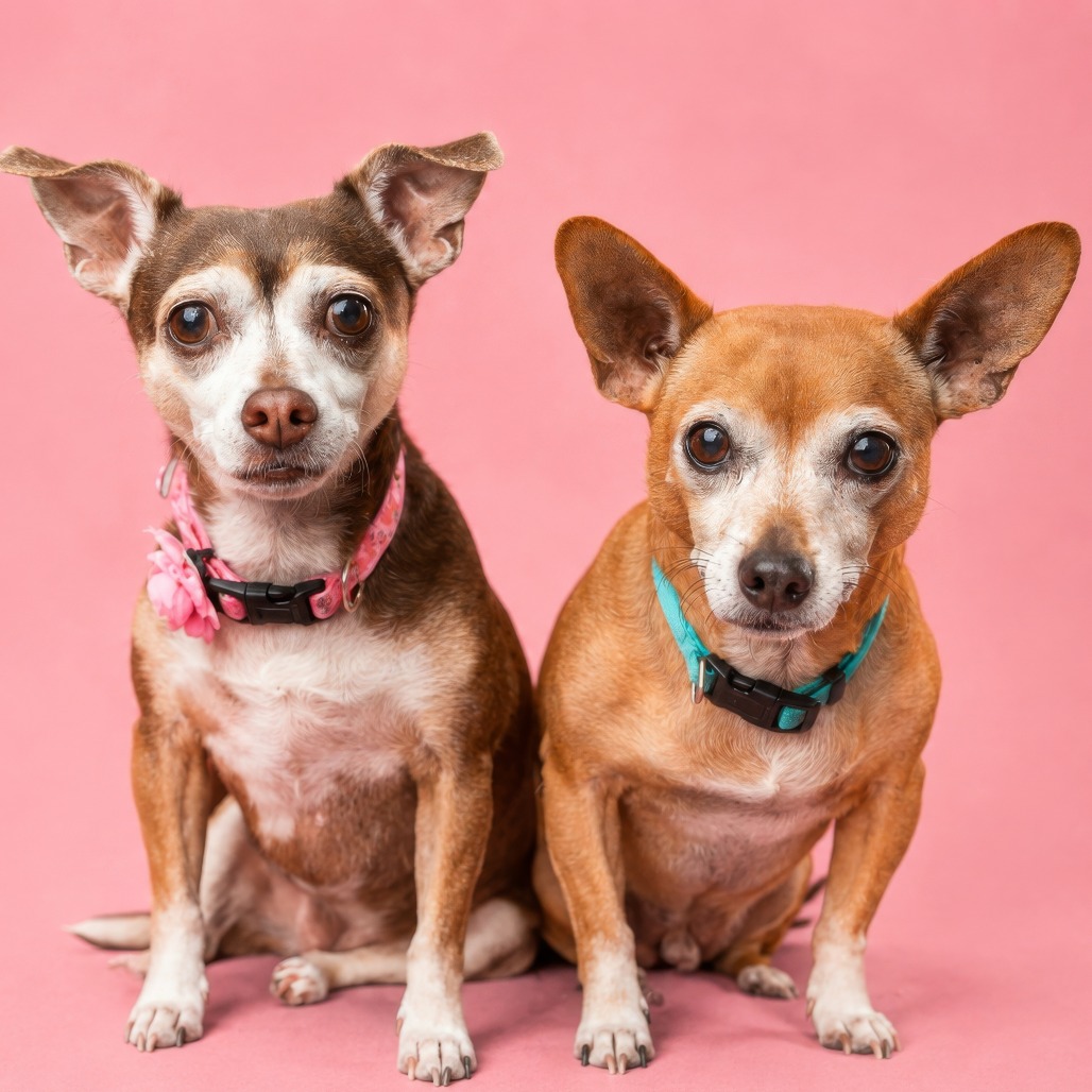 Dash Bonded with Chi Chi