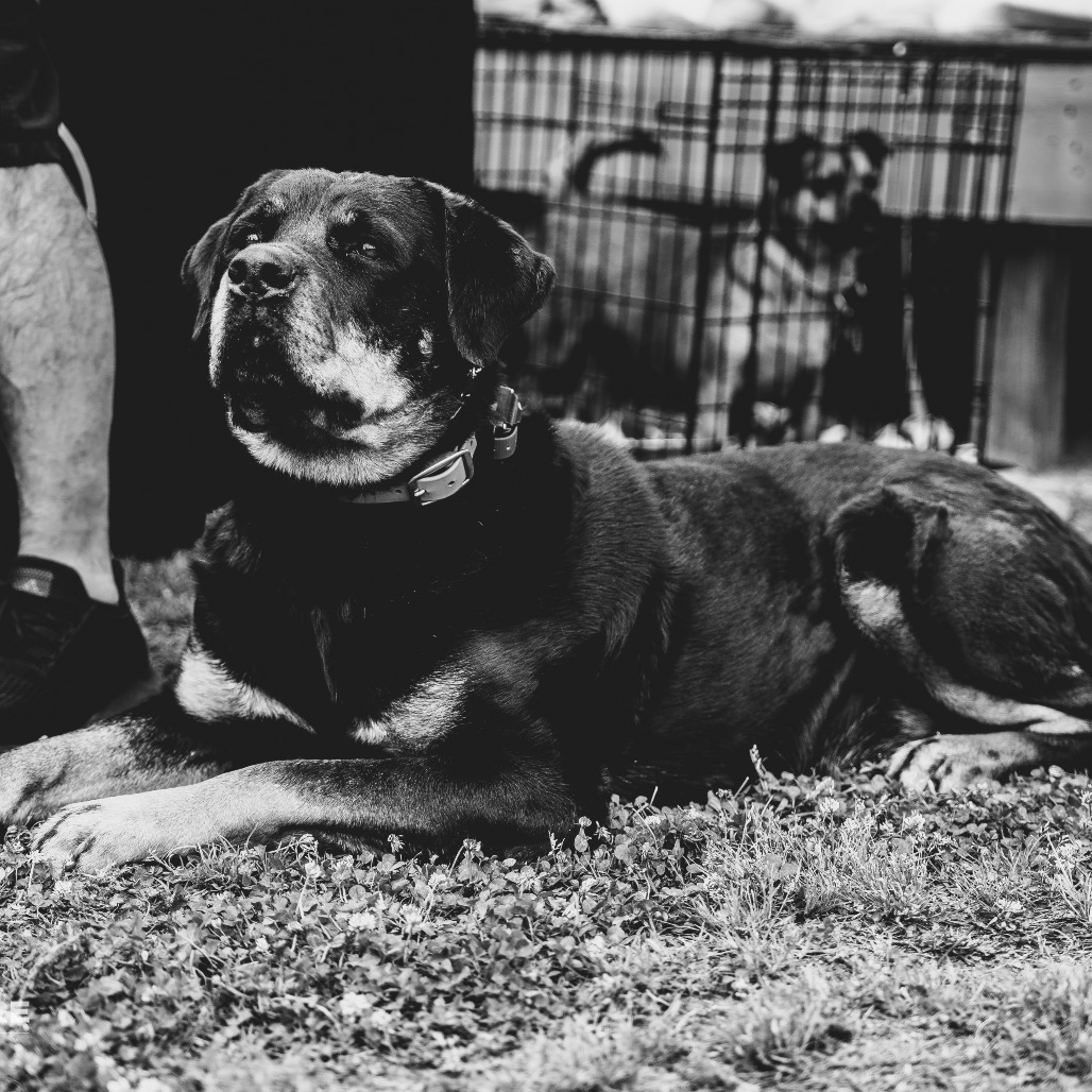 Winnie is available for adoption at Full Circle Rescue and Sanctuary