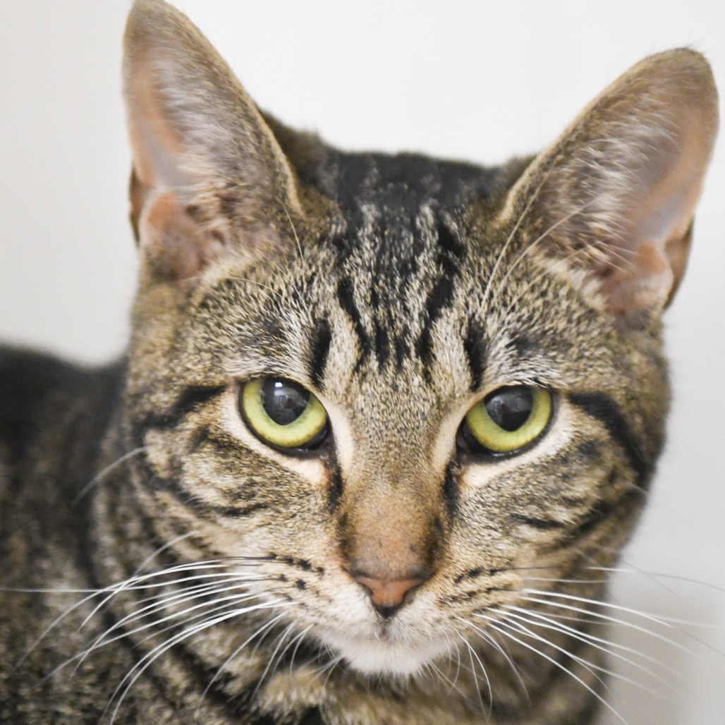 Stuart - Domestic Shorthair