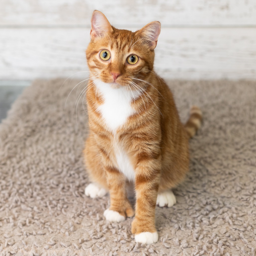 Henry Mittens, photo 2